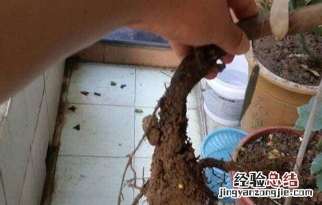 葡萄僵苗如何处理 葡萄僵苗如何处理好