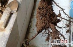 葡萄僵苗如何处理 葡萄僵苗如何处理好