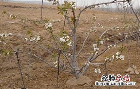 樱桃拉枝什么时间最好 樱桃树拉枝的最好时间