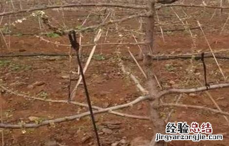 樱桃拉枝什么时间最好 樱桃树拉枝的最好时间
