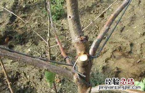 樱桃拉枝什么时间最好 樱桃树拉枝的最好时间