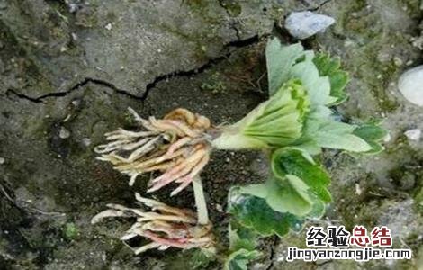 草莓药害该怎么挽救 草莓药过量药害怎么办