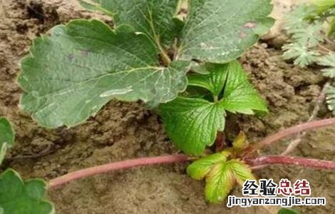 草莓药害该怎么挽救 草莓药过量药害怎么办