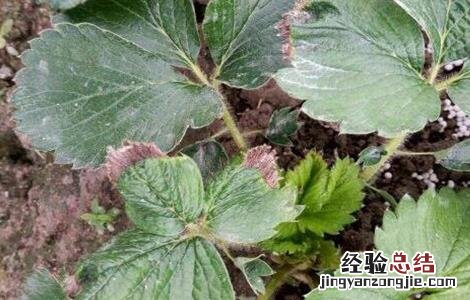 草莓药害该怎么挽救 草莓药过量药害怎么办