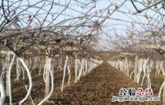 猕猴桃冬灌有什么好处与坏处 猕猴桃冬灌有什么好处