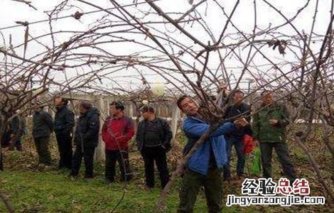 猕猴桃冬灌什么时间合适种 猕猴桃冬灌什么时间合适