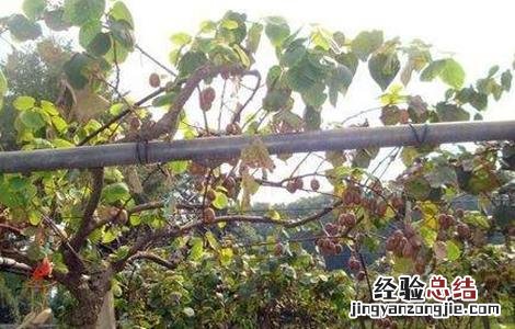 猕猴桃冬灌什么时间合适种 猕猴桃冬灌什么时间合适