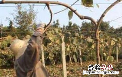 猕猴桃冬灌什么时间合适种 猕猴桃冬灌什么时间合适