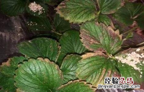 草莓叶片干枯原因及解决方法 草莓叶片干枯原因及解决方法图