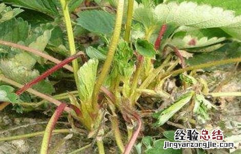 草莓叶片干枯原因及解决方法 草莓叶片干枯原因及解决方法图