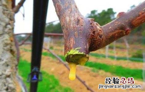 猕猴桃冬季修剪伤流怎么办 猕猴桃伤流怎么处理