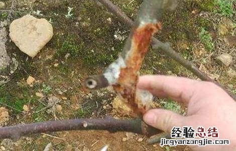 猕猴桃冬季修剪伤流怎么办 猕猴桃伤流怎么处理