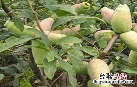 木瓜怎么防止落果 木瓜的保果措施