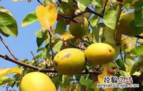 木瓜怎么防止落果 木瓜的保果措施