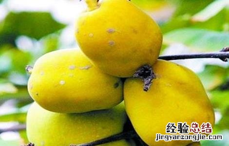 木瓜怎么防止落果 木瓜的保果措施