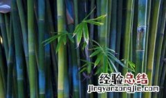 竹为什么是花中四君子? 竹为什么被称为花中四君子