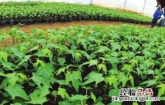 木瓜有哪些育苗方法视频 木瓜有哪些育苗方法