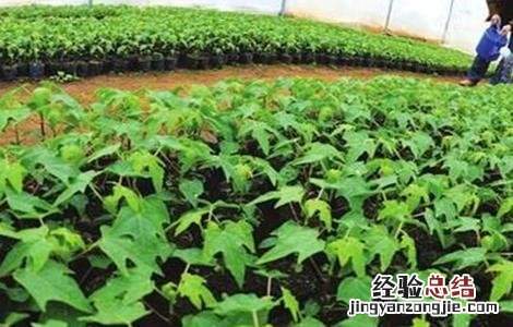 木瓜有哪些育苗方法视频 木瓜有哪些育苗方法