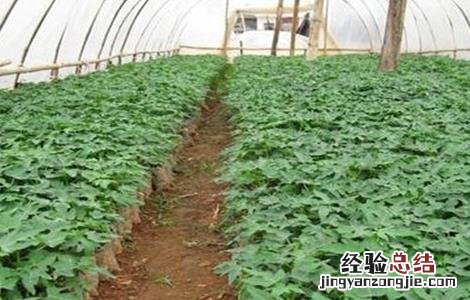 木瓜有哪些育苗方法视频 木瓜有哪些育苗方法