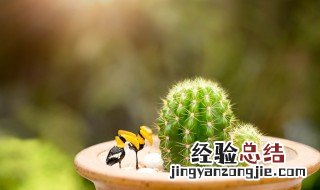 新买的仙人球怎么栽最好 新买的仙人球怎么种植
