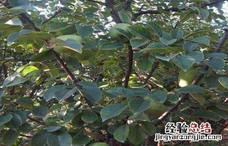 木瓜树冬季怎样管理 木瓜树冬天管理技术