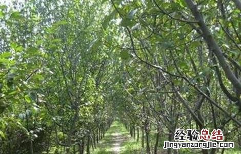 木瓜树冬季怎样管理 木瓜树冬天管理技术