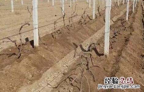 葡萄埋土防寒方法及注意事项视频 葡萄埋土防寒方法及注意事项