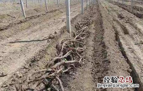 葡萄埋土防寒方法及注意事项视频 葡萄埋土防寒方法及注意事项