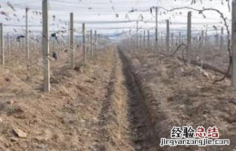 葡萄埋土防寒方法及注意事项视频 葡萄埋土防寒方法及注意事项