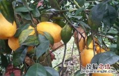 木瓜树冬季如何防冻害 木瓜树冬季如何防冻害虫