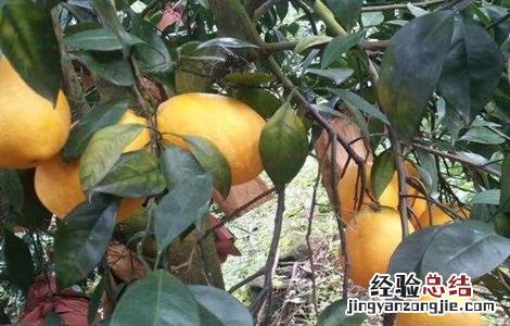 木瓜树冬季如何防冻害 木瓜树冬季如何防冻害虫