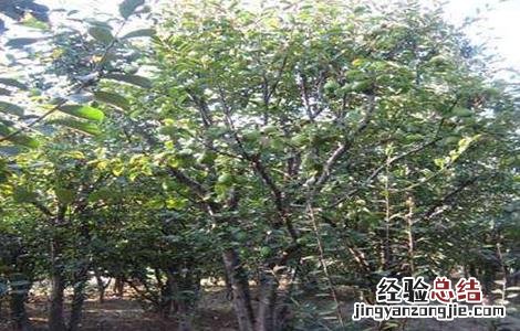 木瓜树冬季如何防冻害 木瓜树冬季如何防冻害虫