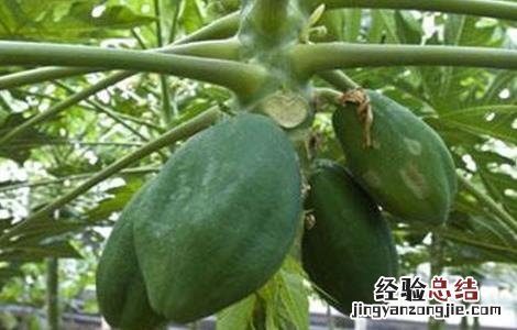 木瓜树冬季如何防冻害 木瓜树冬季如何防冻害虫