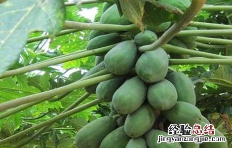 木瓜树冬季如何防冻害 木瓜树冬季如何防冻害虫