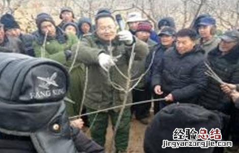 板栗的冬剪技术 板栗的冬剪技术是什么