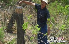 板栗的冬剪技术 板栗的冬剪技术是什么