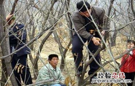 板栗的冬剪技术 板栗的冬剪技术是什么