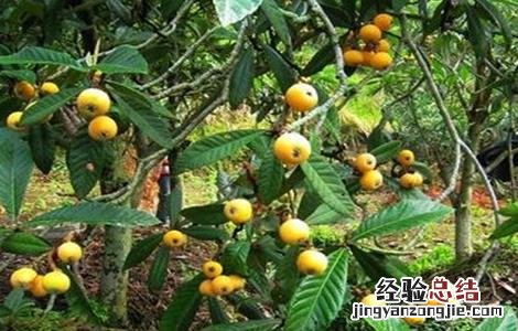 枇杷树怎么提高移栽成活率 枇杷树怎么提高移栽成活率呢