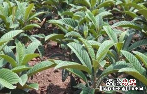 枇杷树怎么提高移栽成活率 枇杷树怎么提高移栽成活率呢