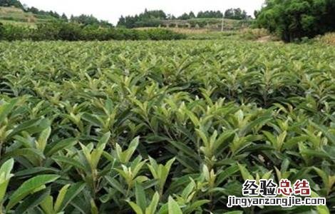 枇杷树怎么提高移栽成活率 枇杷树怎么提高移栽成活率呢
