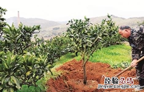 枇杷树怎么提高移栽成活率 枇杷树怎么提高移栽成活率呢