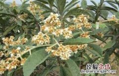 枇杷的冬季管理技术 枇杷的冬季管理技术与管理