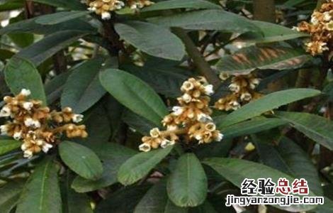 枇杷的冬季管理技术 枇杷的冬季管理技术与管理