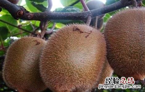 猕猴桃着色不佳的解决方法有哪些 猕猴桃着色不佳的解决方法
