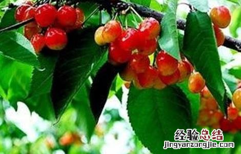 甜樱桃的施肥技术 甜樱桃的施肥技术与管理