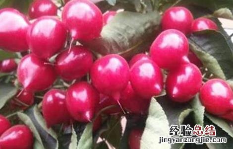 甜樱桃的施肥技术 甜樱桃的施肥技术与管理