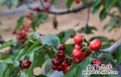 甜樱桃的施肥技术 甜樱桃的施肥技术与管理