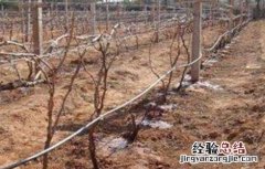 葡萄树冬灌什么时候 葡萄冬灌作用和方法