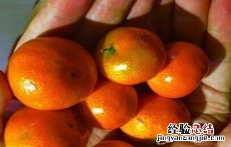 砂糖桔果实大小不均怎么办 砂糖桔果实大小不均怎么办