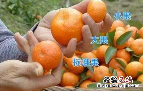 砂糖桔果实大小不均怎么办 砂糖桔果实大小不均怎么办